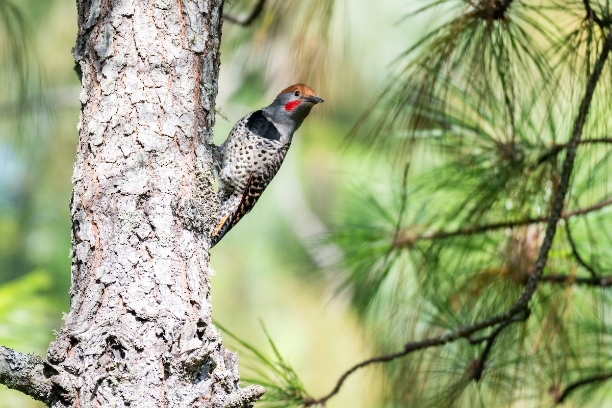 Guatemalan Flicker - ML640885607