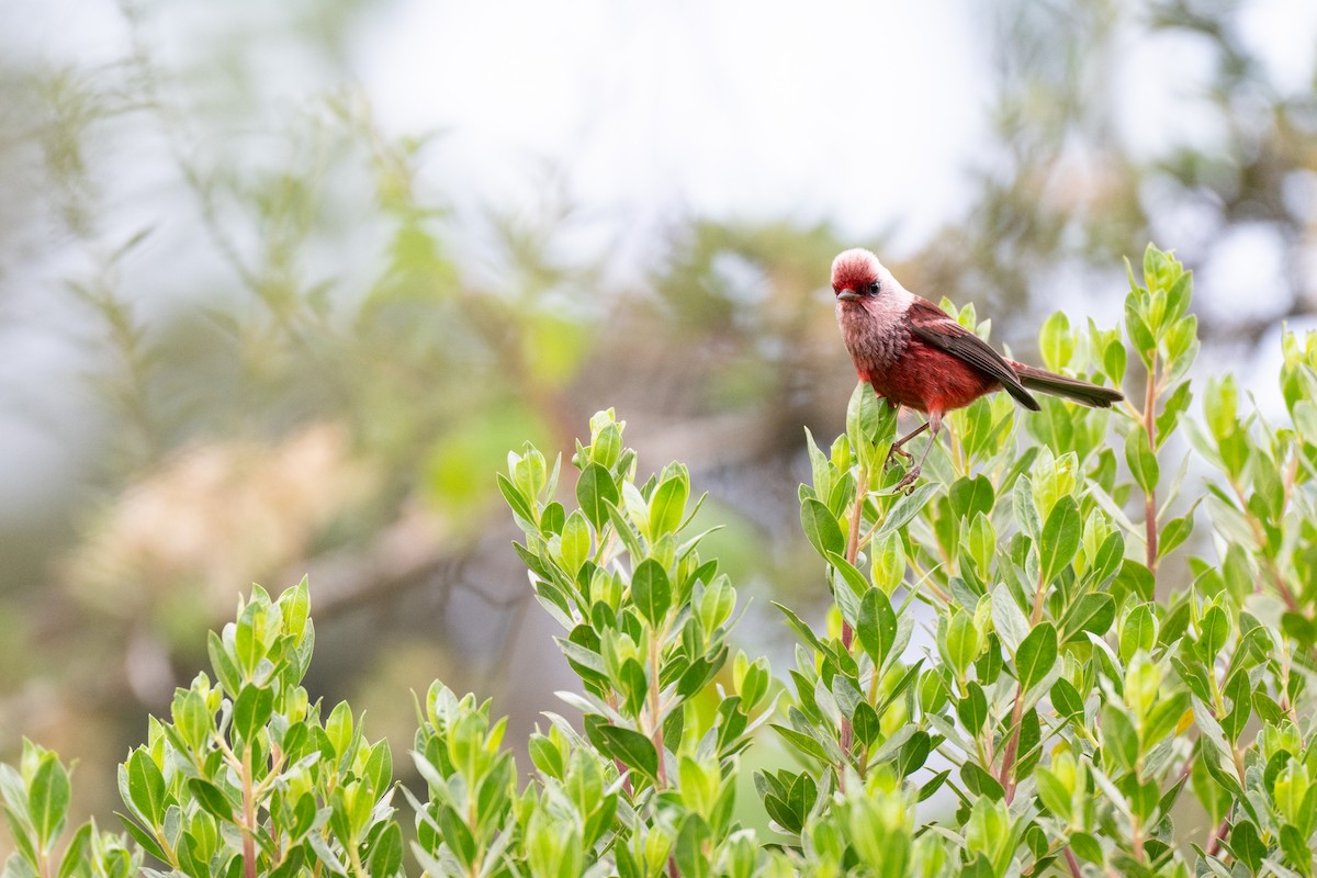 Pink-headed Warbler - ML640885628