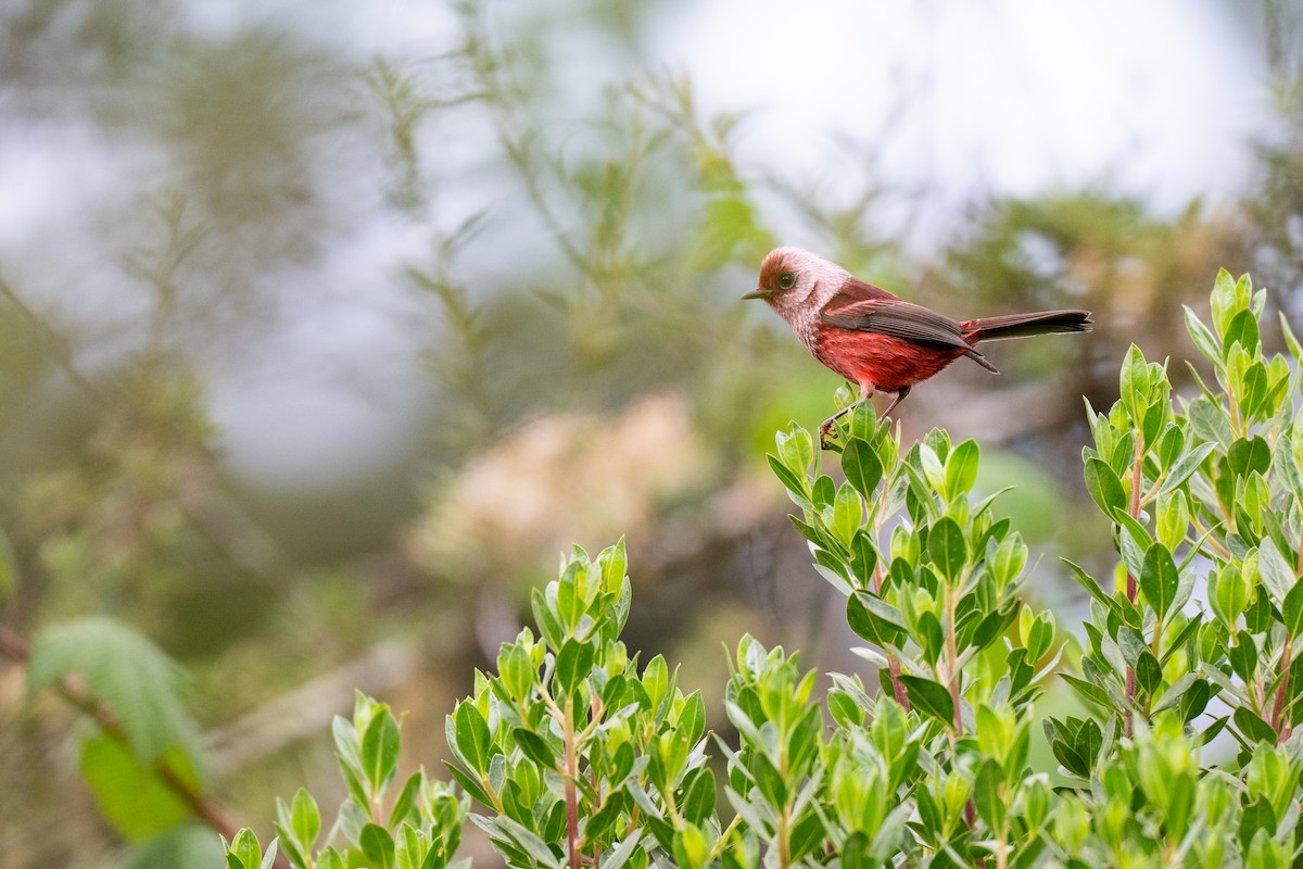 Pink-headed Warbler - ML640885629
