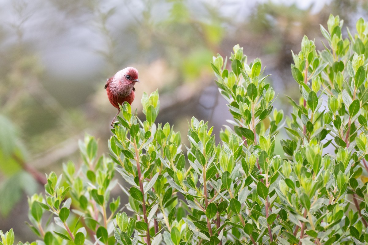 Pink-headed Warbler - ML640885630