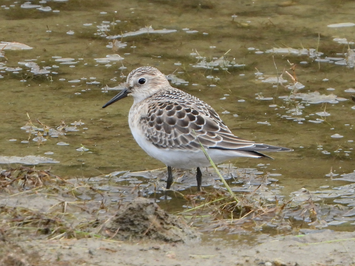 Gambecchio di Baird - ML640885635