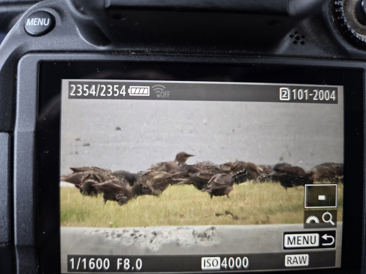 European Starling - ML640885681