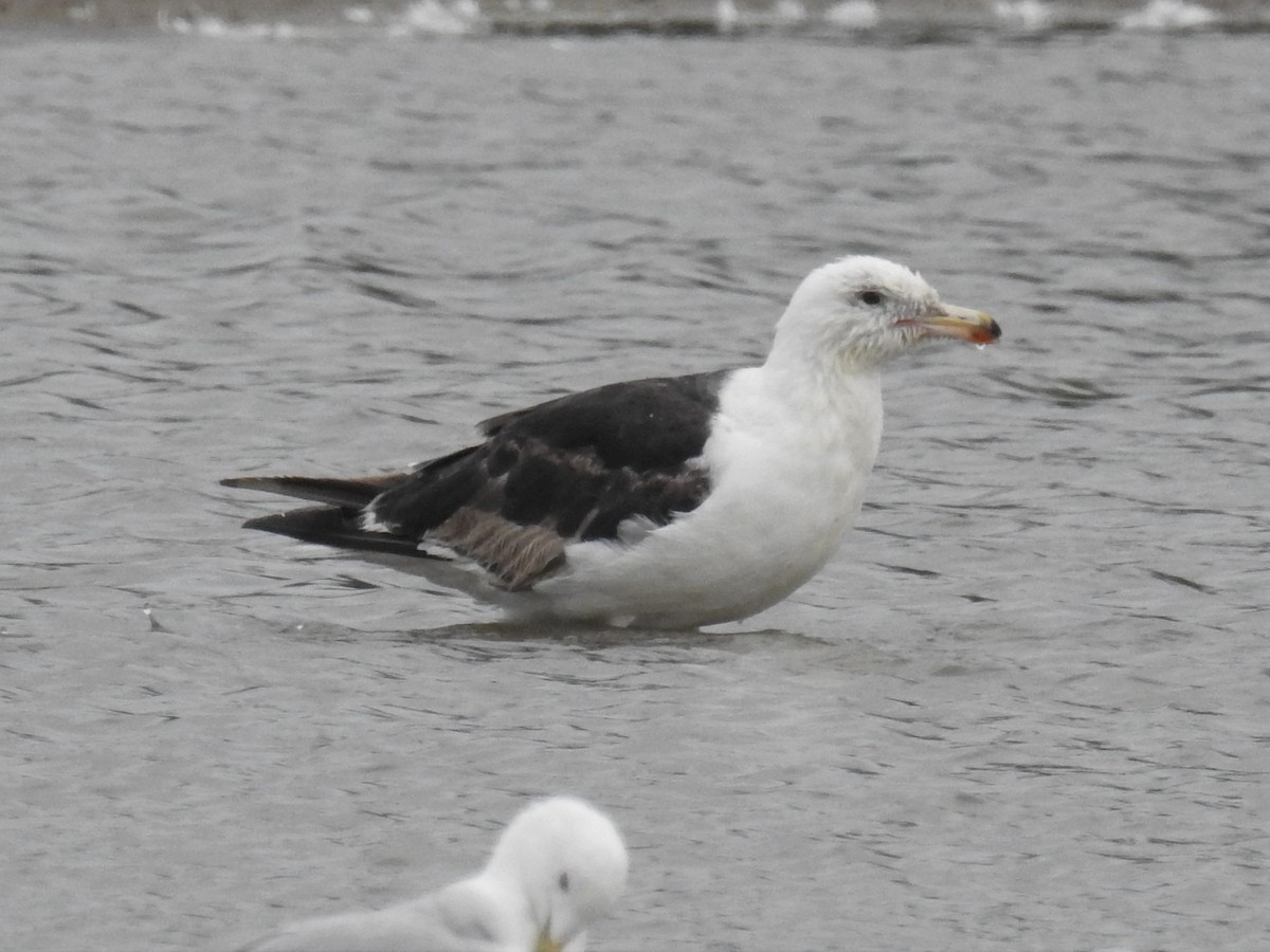 Great Black-backed Gull - ML64088571