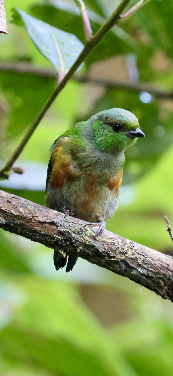 Chestnut-breasted Chlorophonia - ML640885711