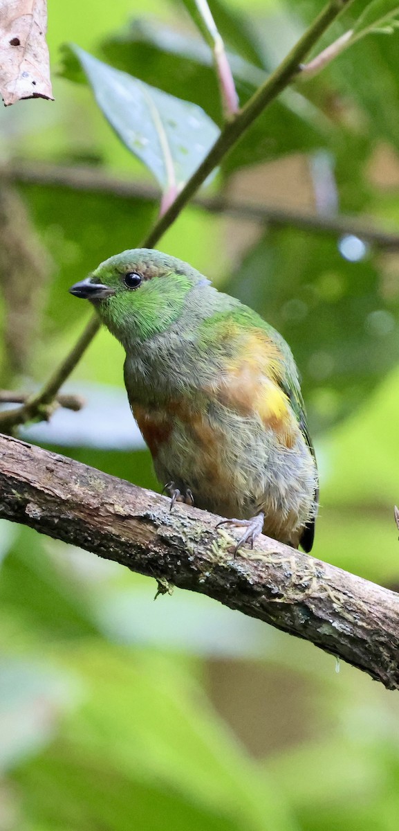 Chestnut-breasted Chlorophonia - ML640885712