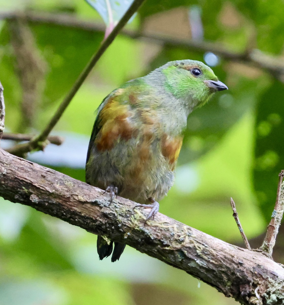 Chestnut-breasted Chlorophonia - ML640885713