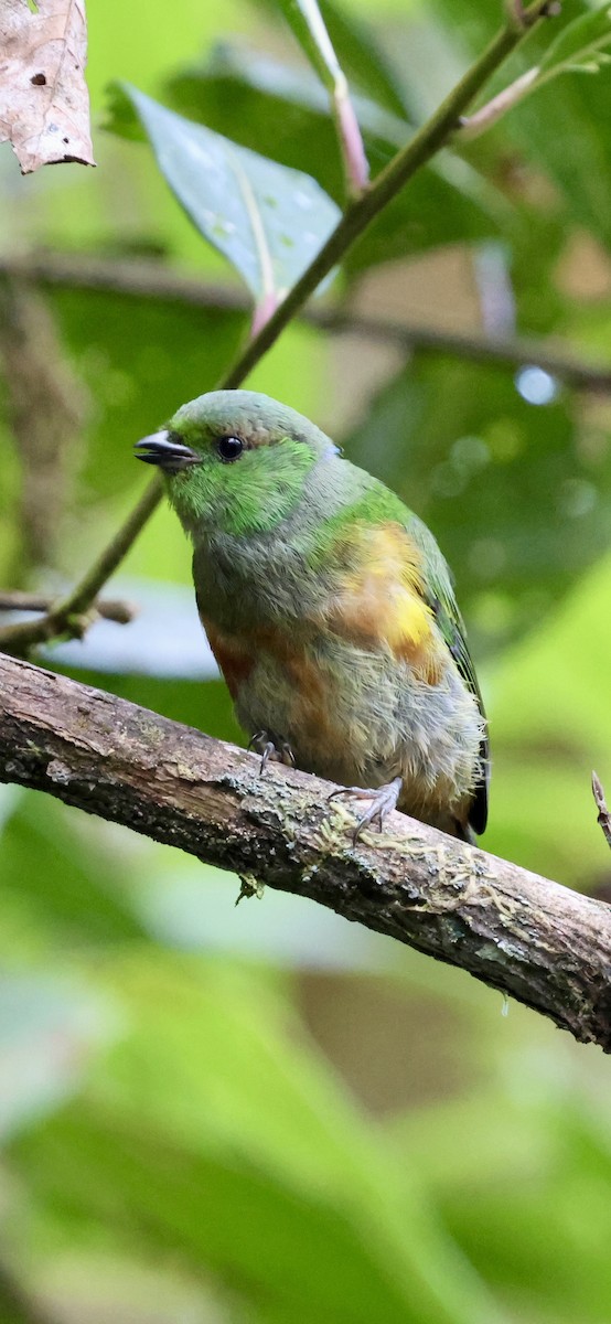 Chestnut-breasted Chlorophonia - ML640885714