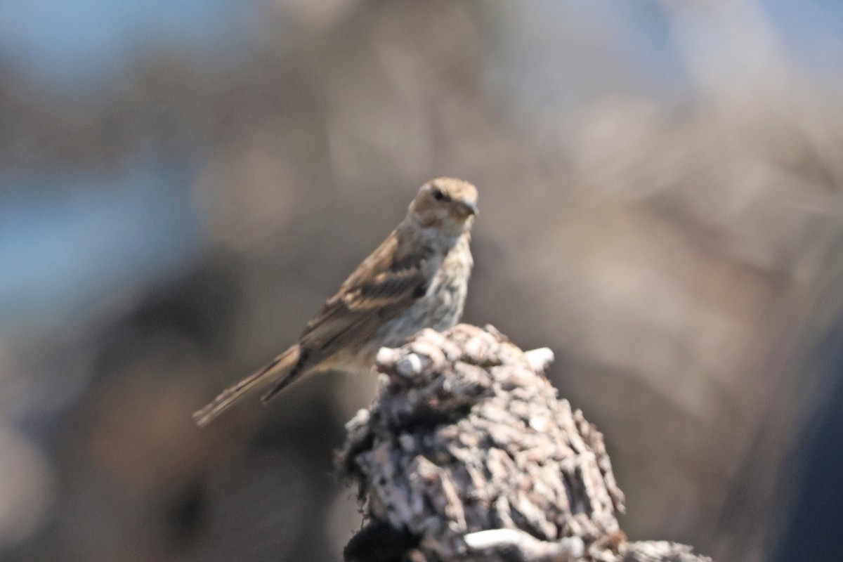 Pine Siskin - ML640885775