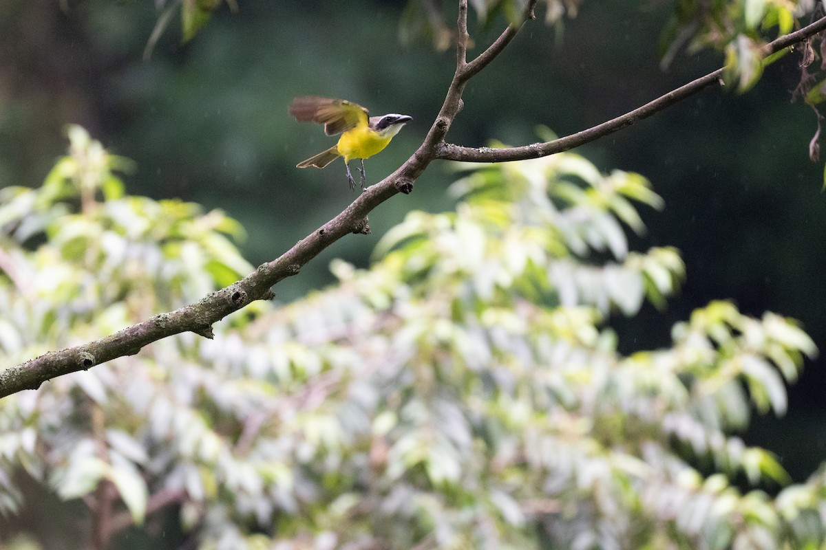 Boat-billed Flycatcher - ML640885815