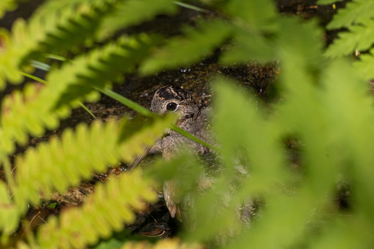 American Woodcock - ML640885820