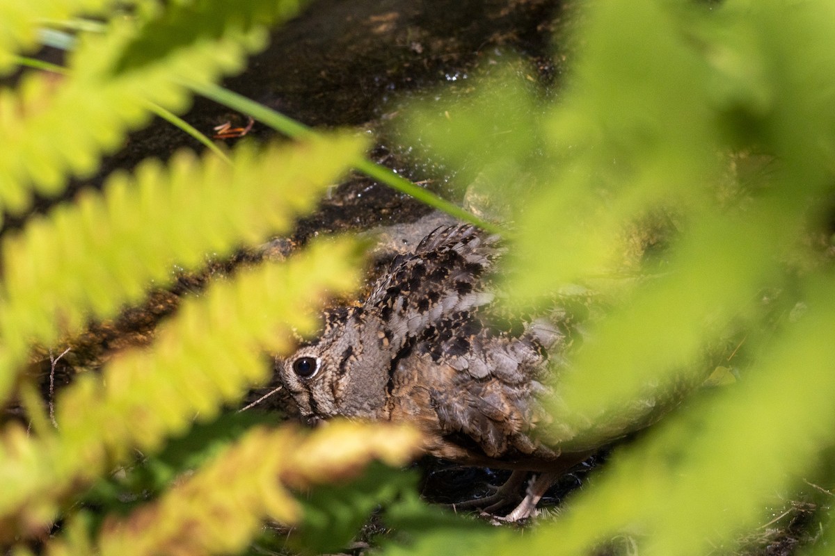 American Woodcock - ML640885842