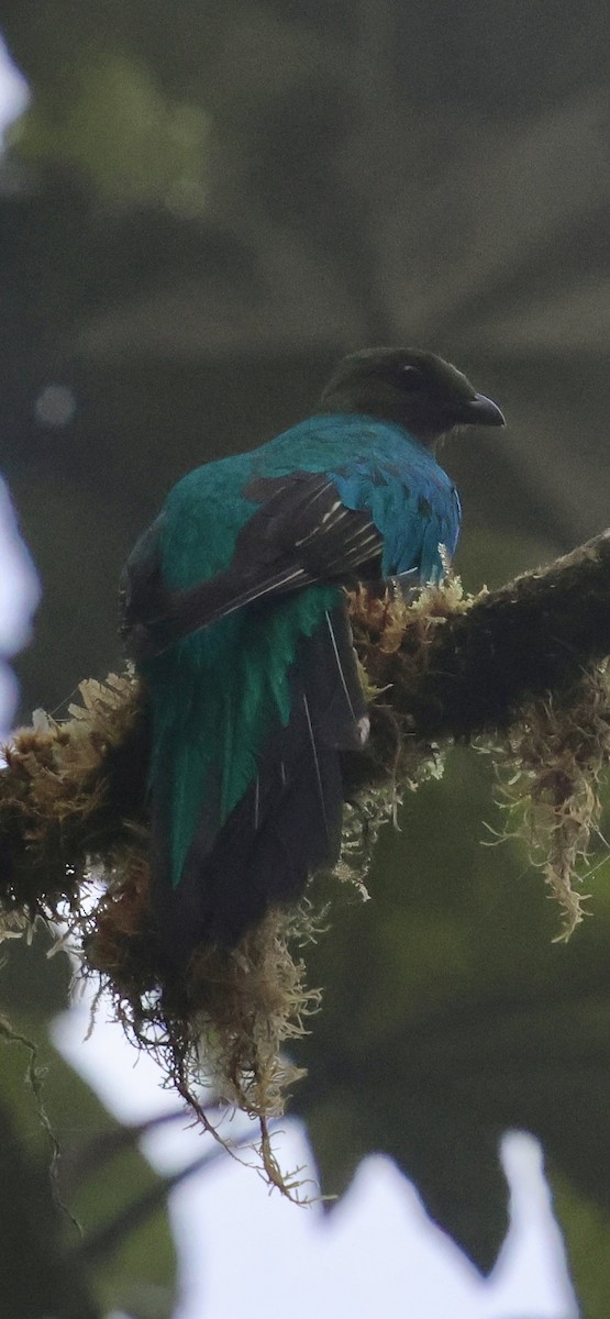 Quetzal doré - ML640885893