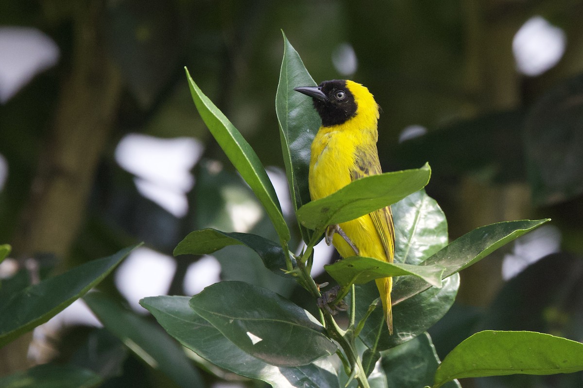 Slender-billed Weaver - ML640885907
