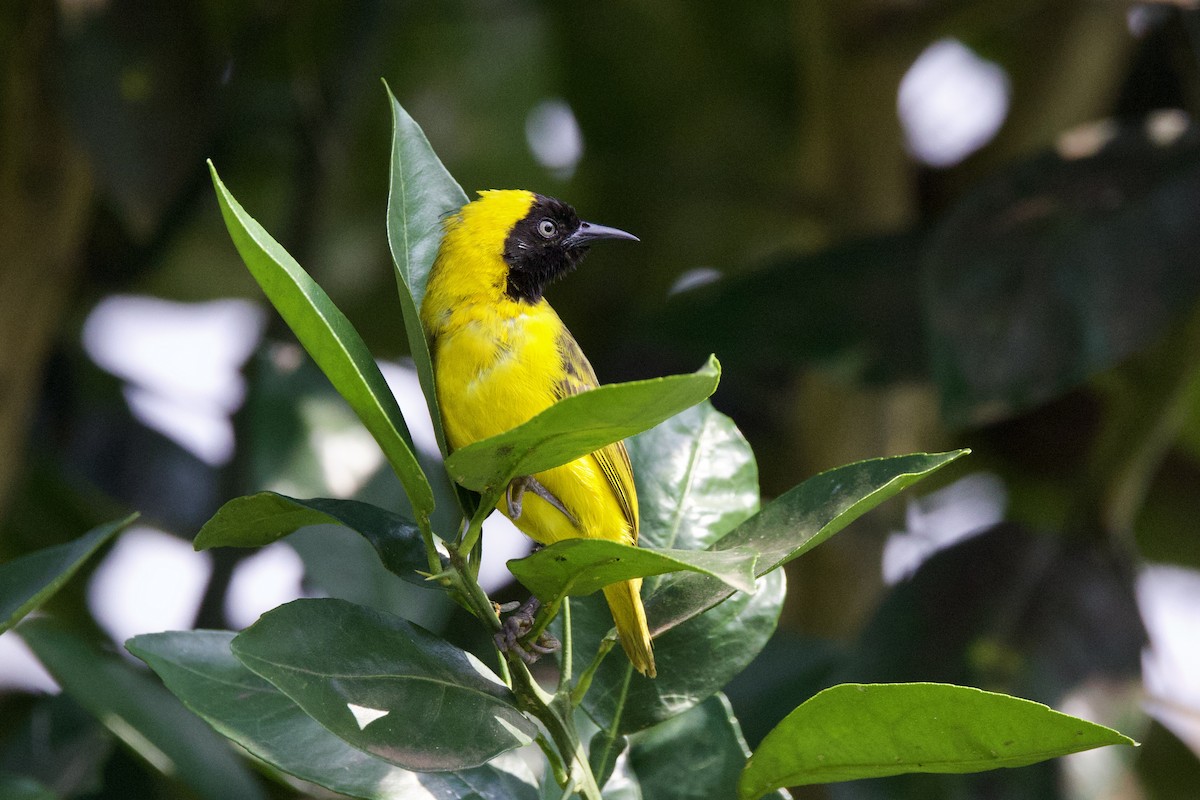 Slender-billed Weaver - ML640885909