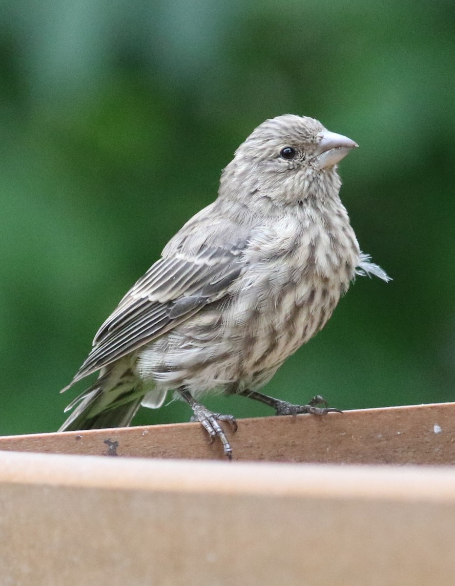 House Finch - ML640885955