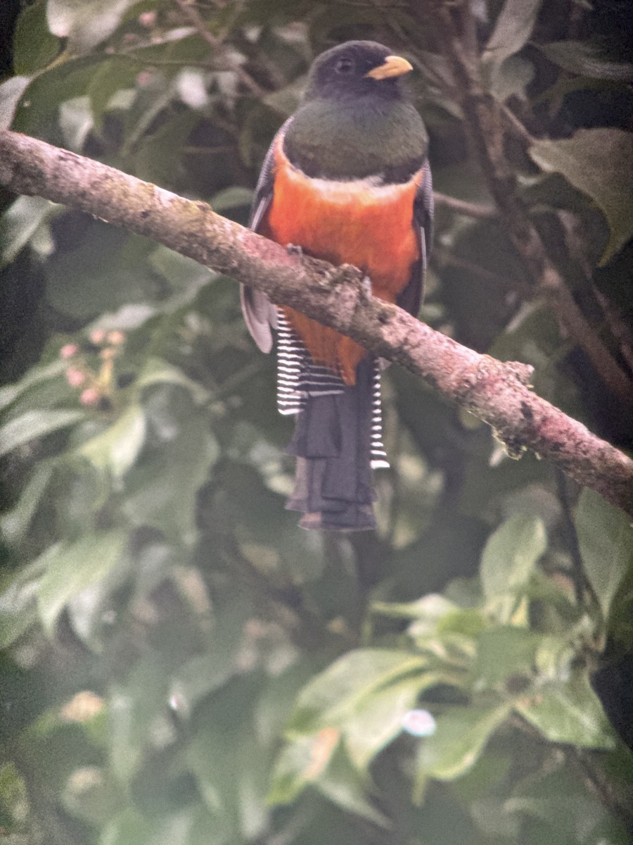 Collared Trogon (Orange-bellied) - ML640885961