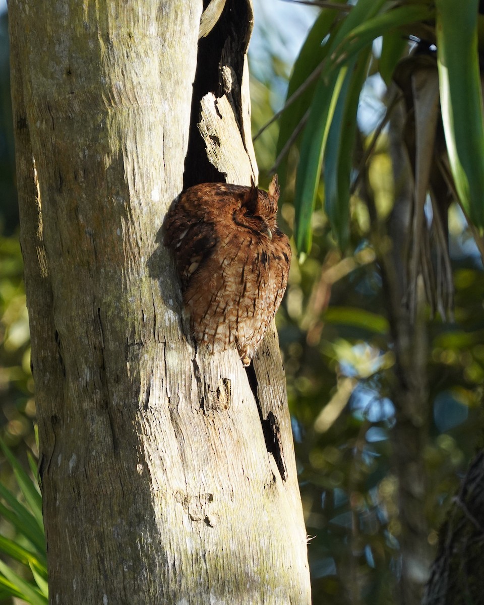 Long-tufted Screech-Owl - ML640885976