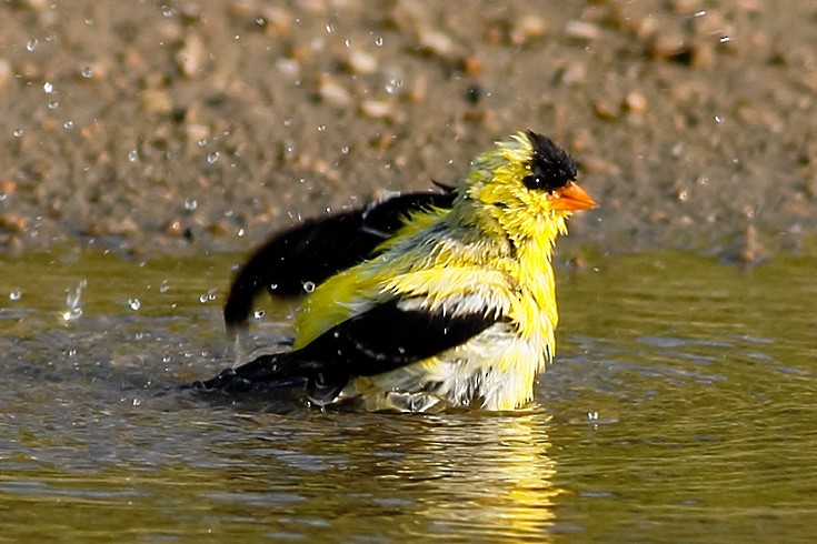 American Goldfinch - ML640886051