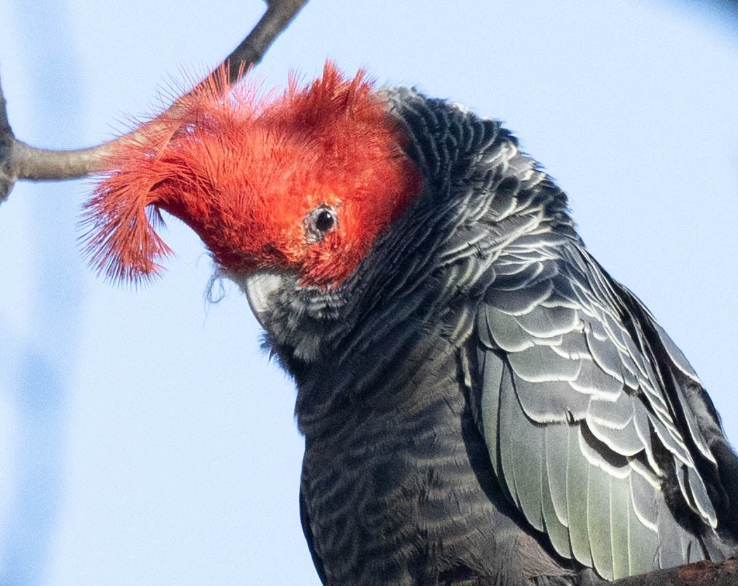 Gang-gang Cockatoo - ML640886075