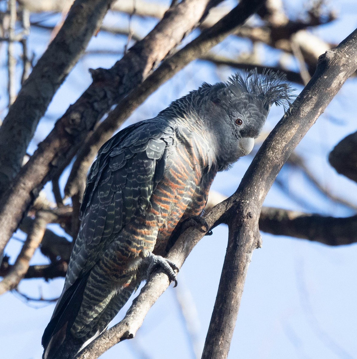 Gang-gang Cockatoo - ML640886077