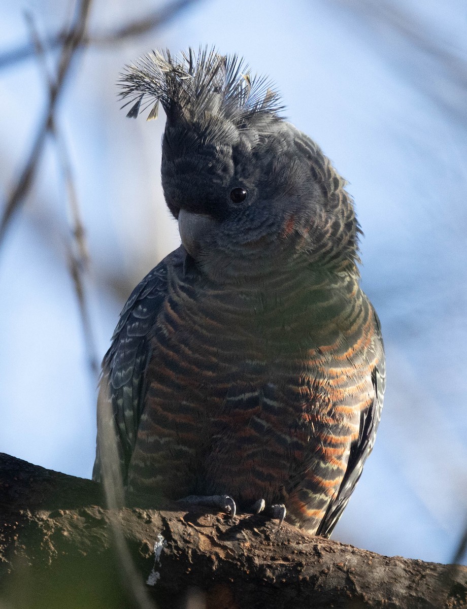 Gang-gang Cockatoo - ML640886084