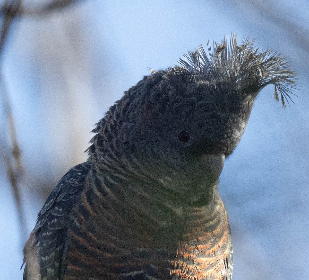 Gang-gang Cockatoo - ML640886085