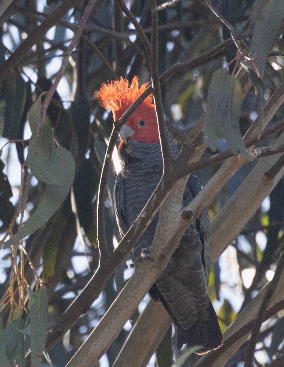 Gang-gang Cockatoo - ML640886087