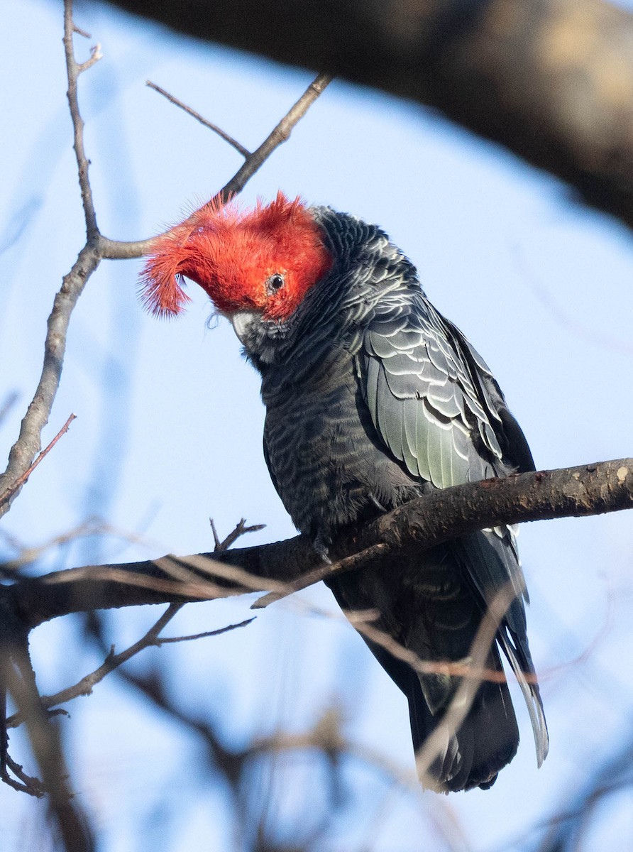 Gang-gang Cockatoo - ML640886091