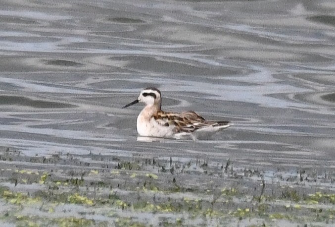 Red-necked Phalarope - ML640886148