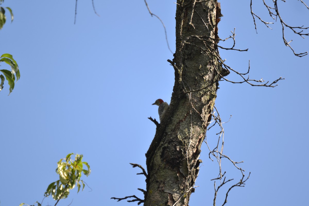 Red-bellied Woodpecker - ML640886152