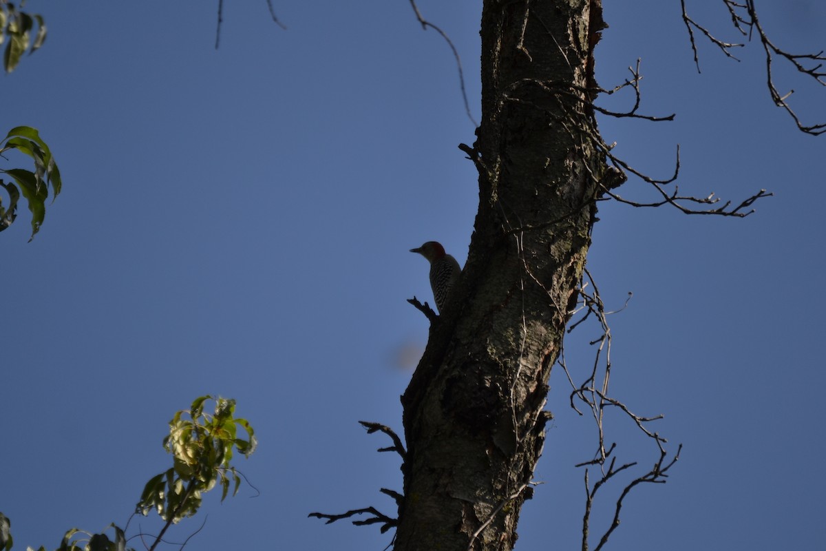 Red-bellied Woodpecker - ML640886153