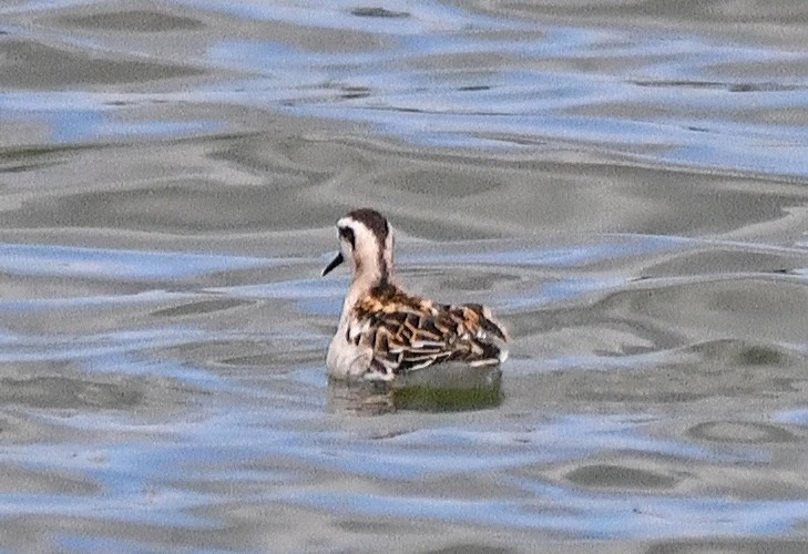 Red-necked Phalarope - ML640886156