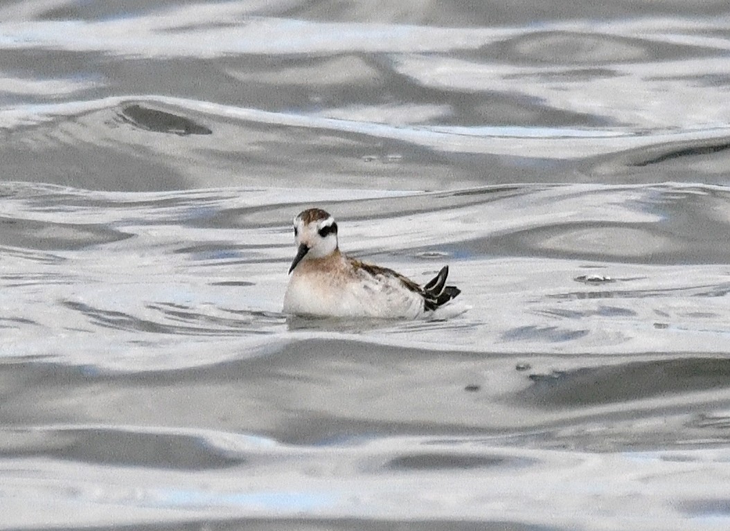 Red-necked Phalarope - ML640886164