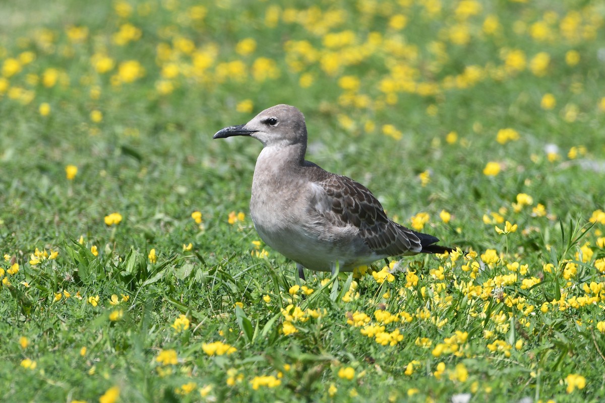 Mouette atricille - ML640886166