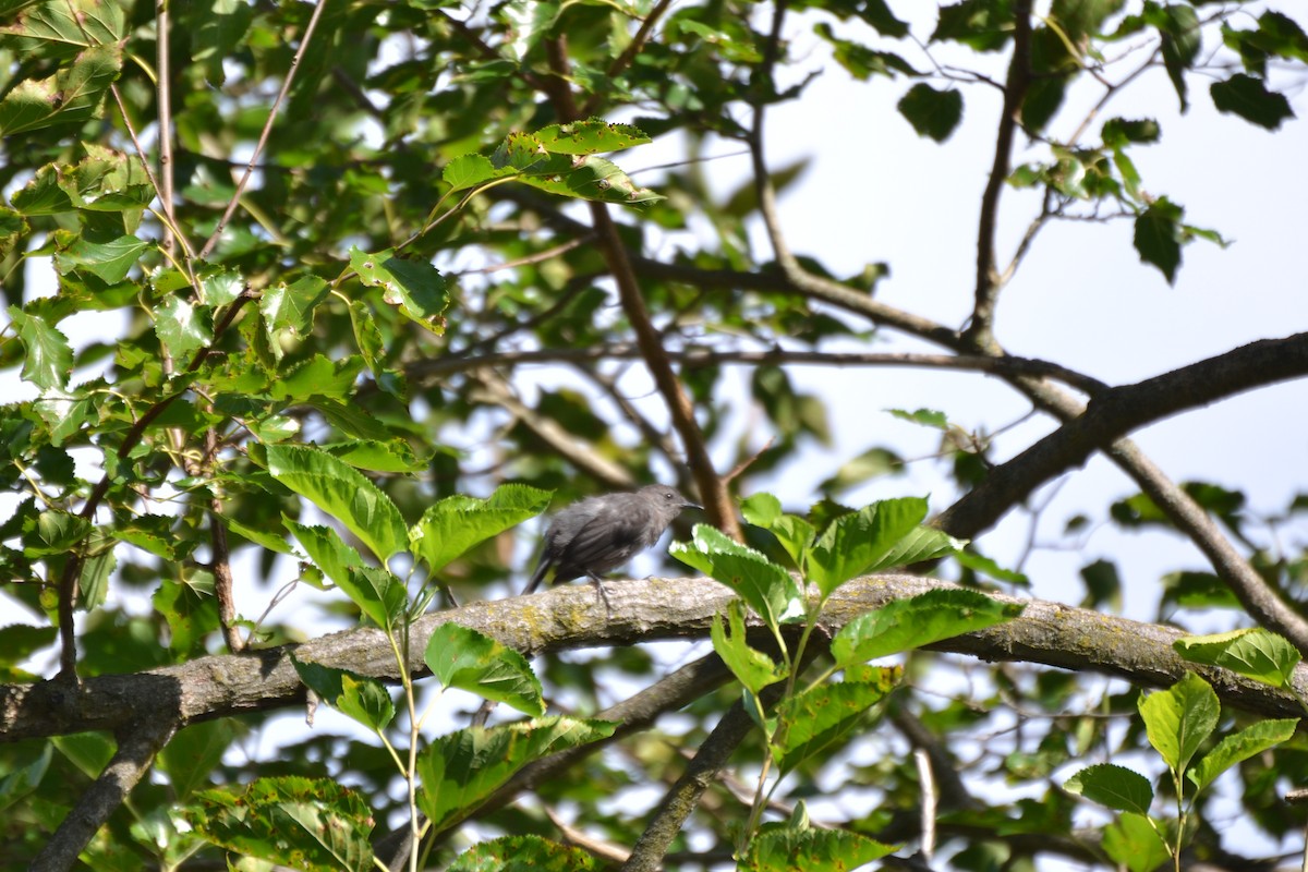 Gray Catbird - ML640886172