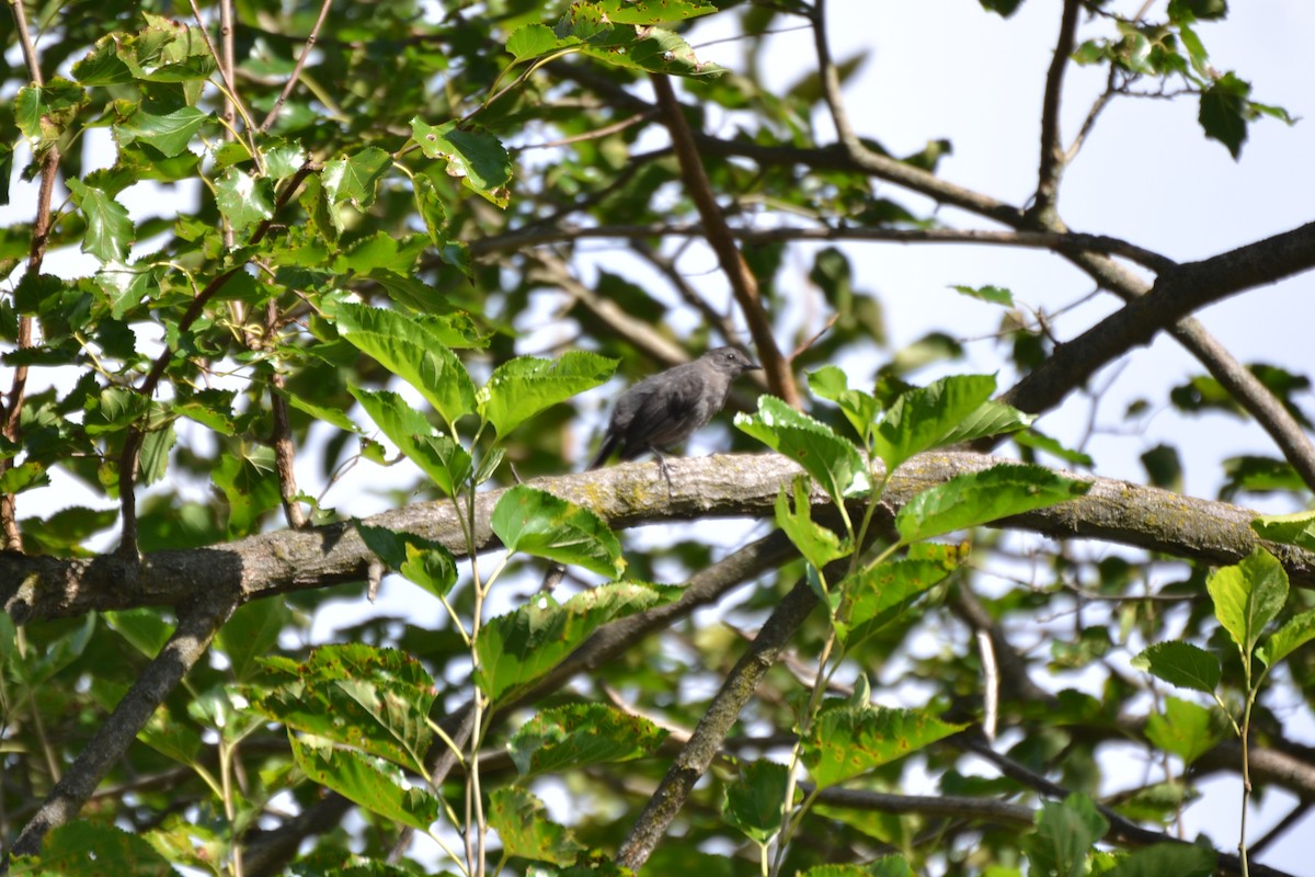 Gray Catbird - ML640886173