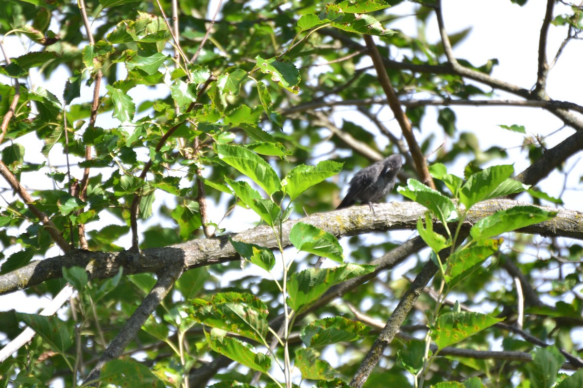 Gray Catbird - ML640886174