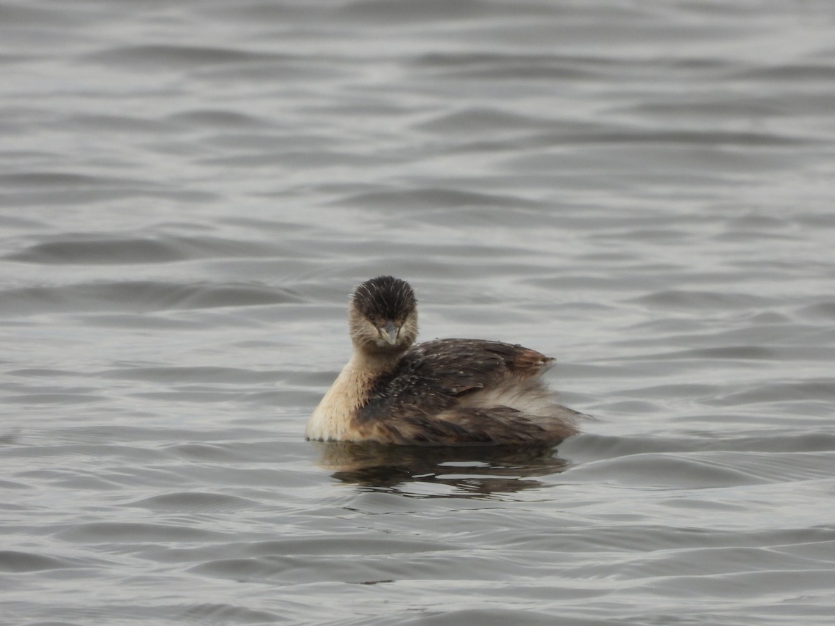 Hoary-headed Grebe - ML640886179