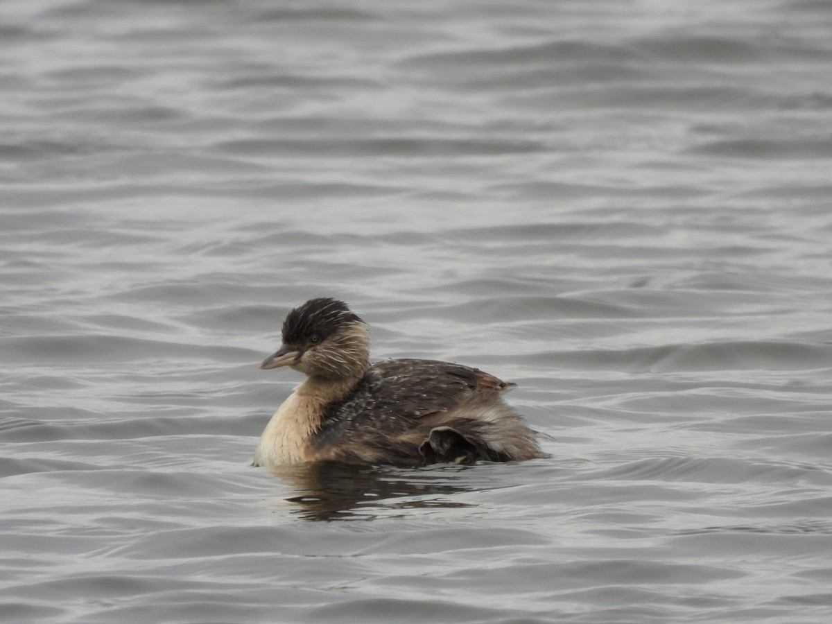 Hoary-headed Grebe - ML640886181