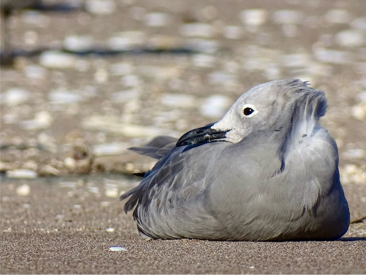 Gray Gull - ML640886188