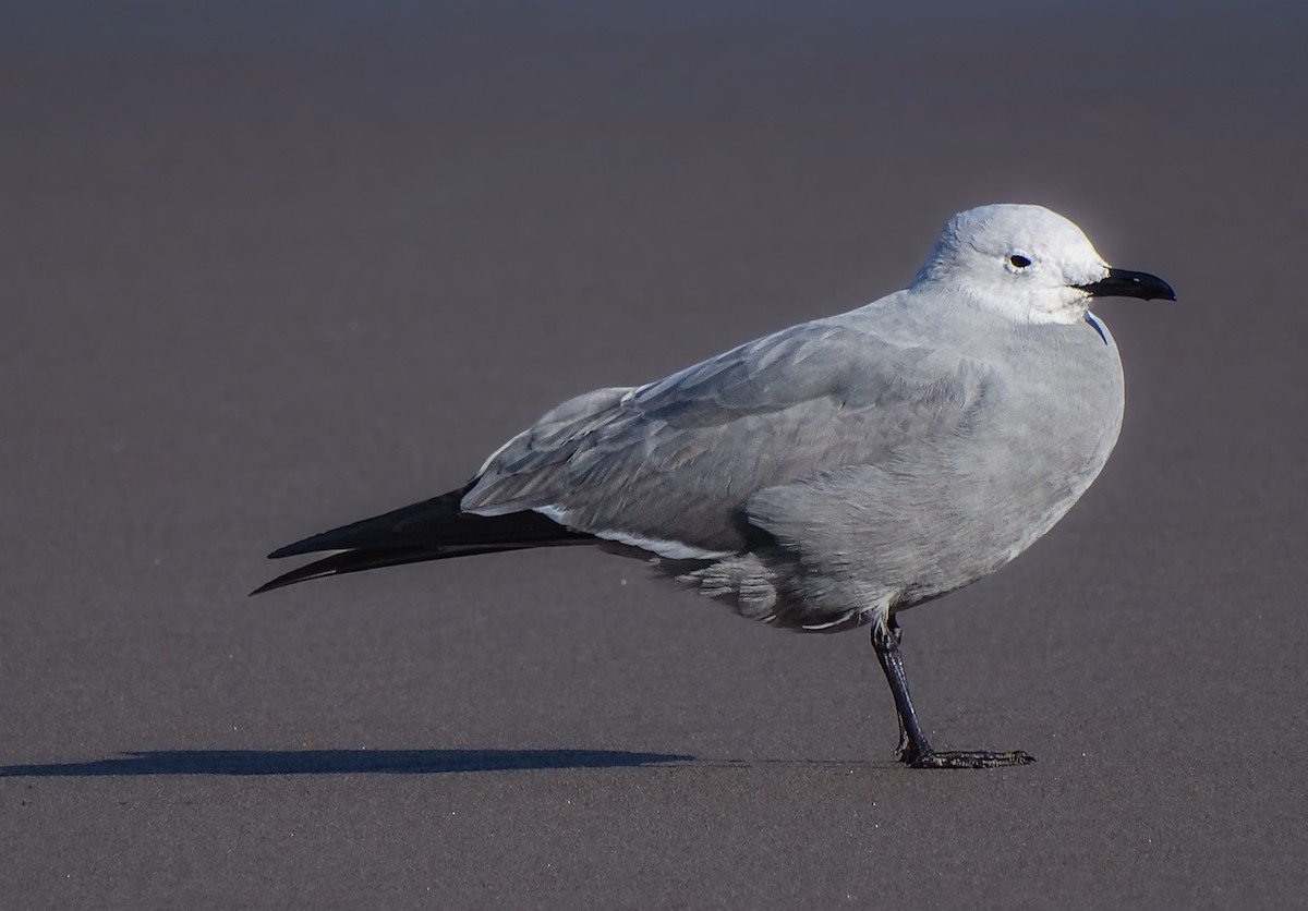 Gray Gull - ML640886189
