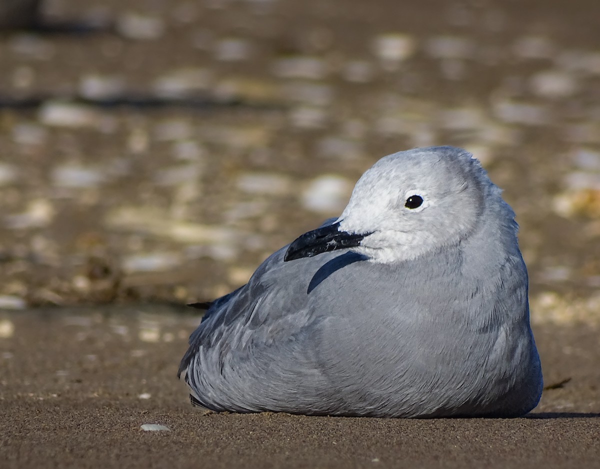 Gray Gull - ML640886190