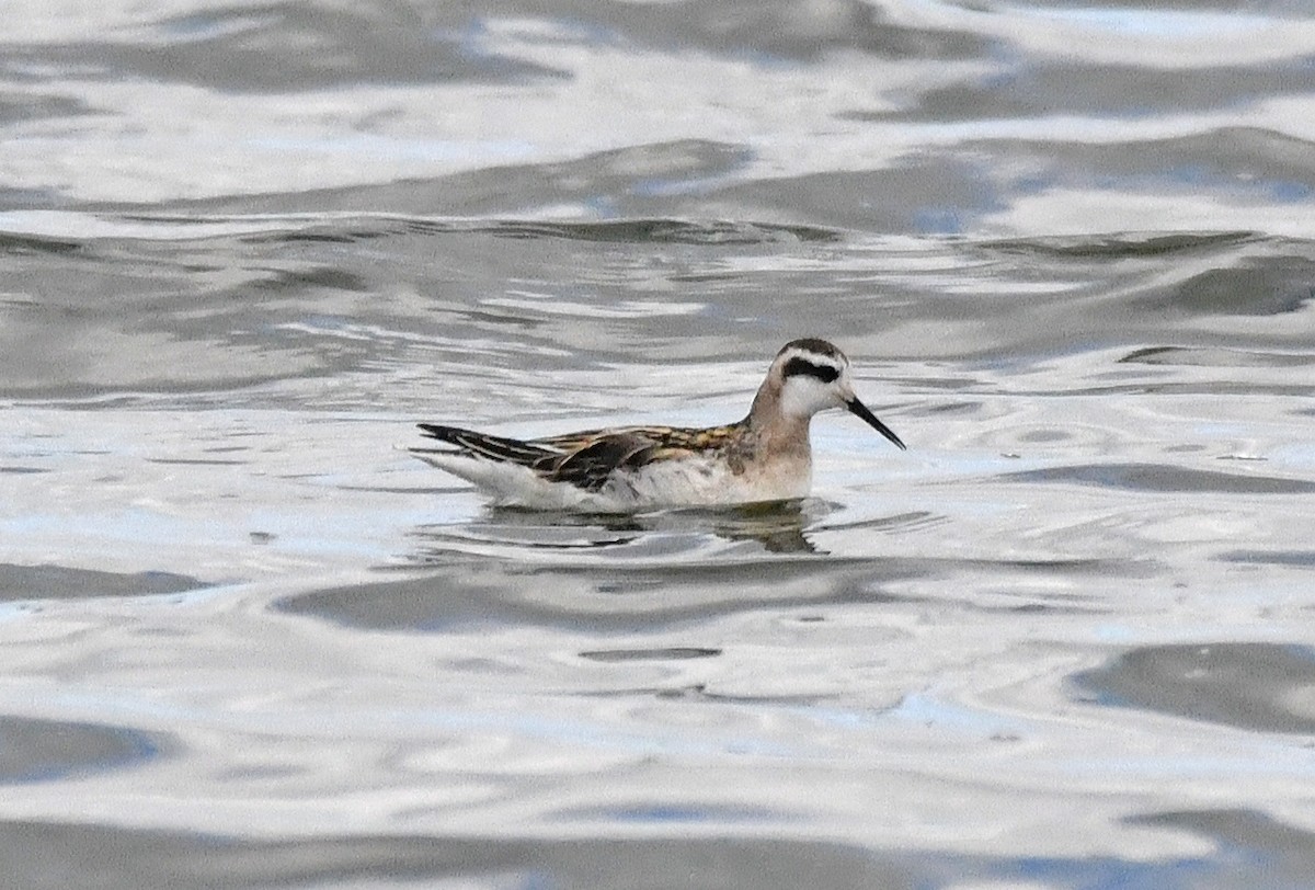 Red-necked Phalarope - ML640886191