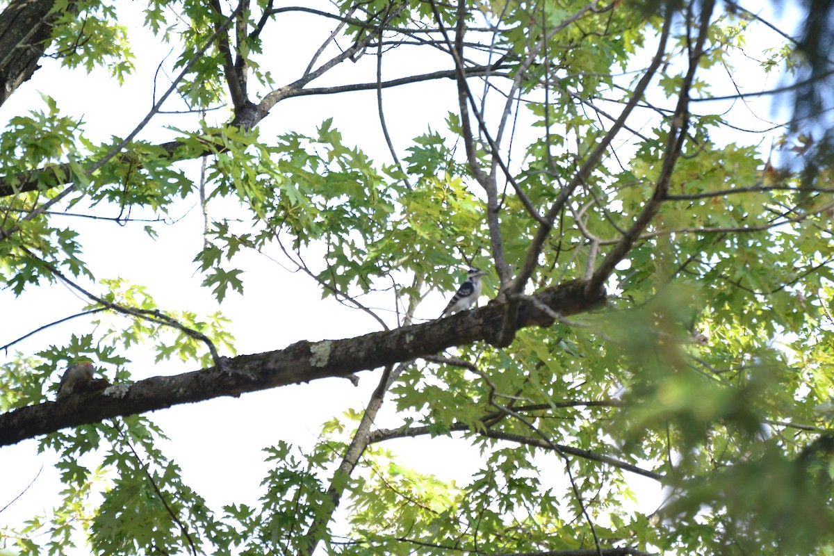 Downy Woodpecker - ML640886195