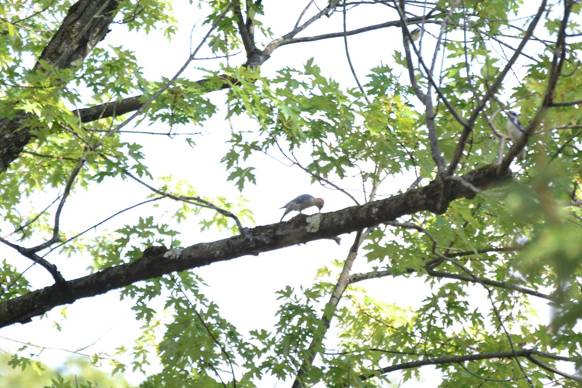 Red-bellied Woodpecker - ML640886196