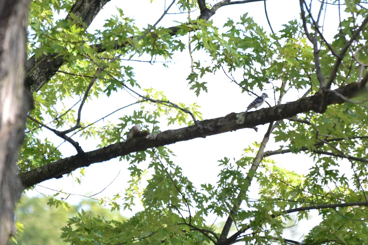Downy Woodpecker - ML640886197