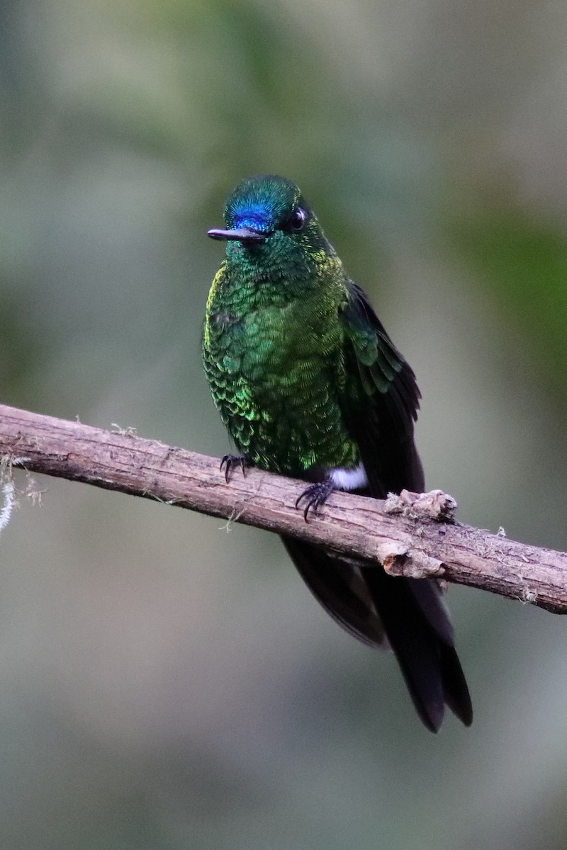 Sapphire-vented Puffleg - ML640886200