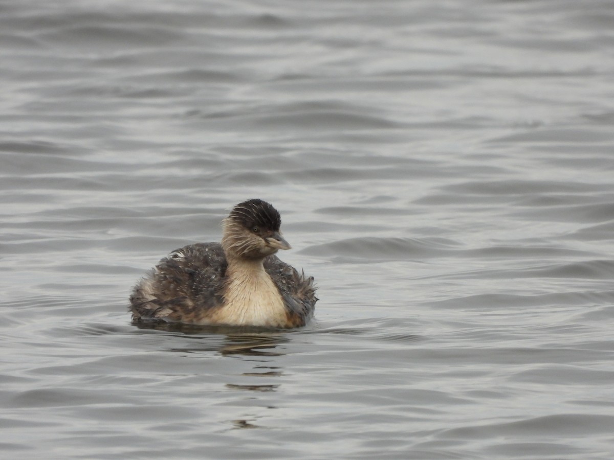 Hoary-headed Grebe - ML640886203