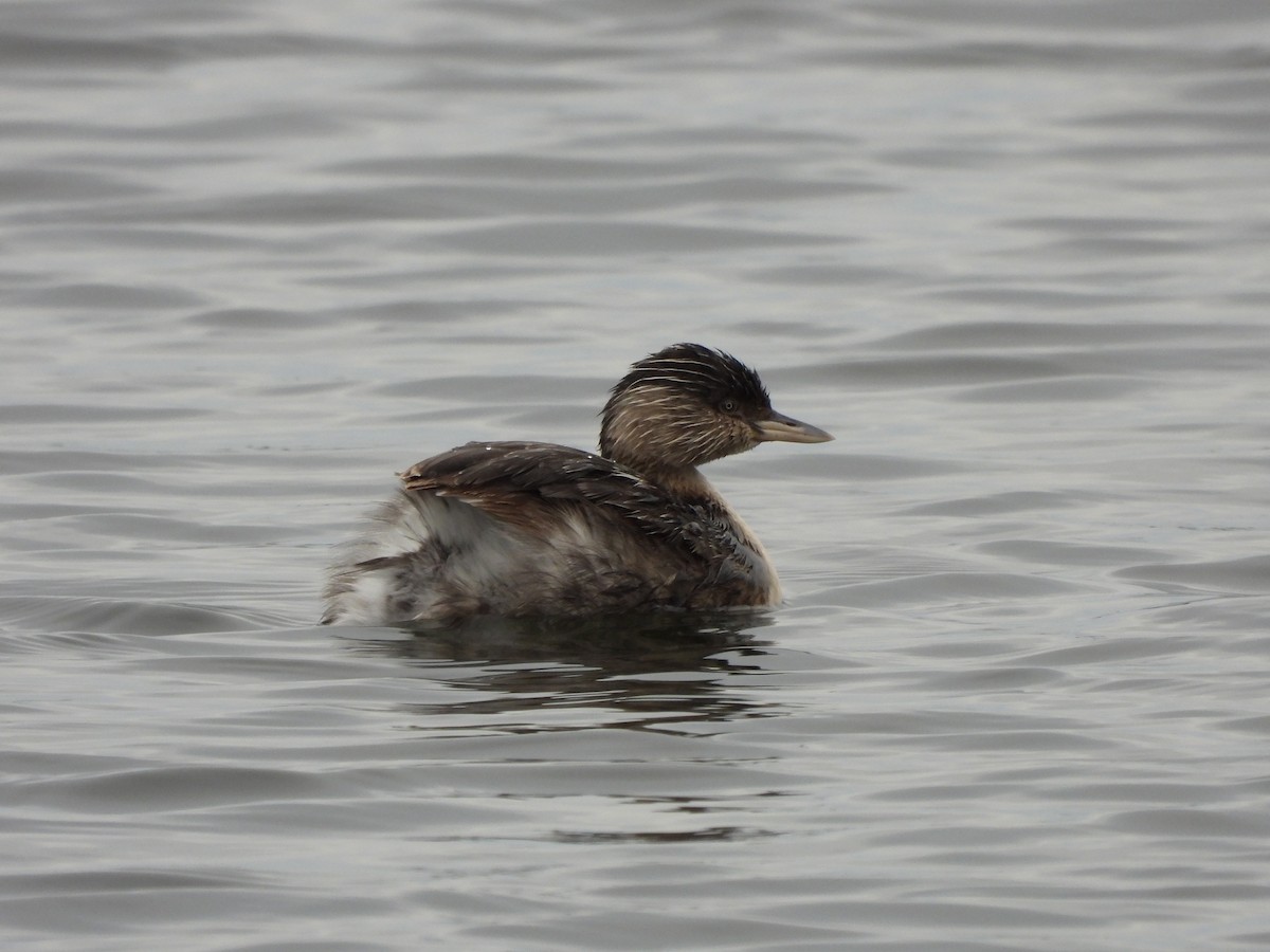 Hoary-headed Grebe - ML640886205