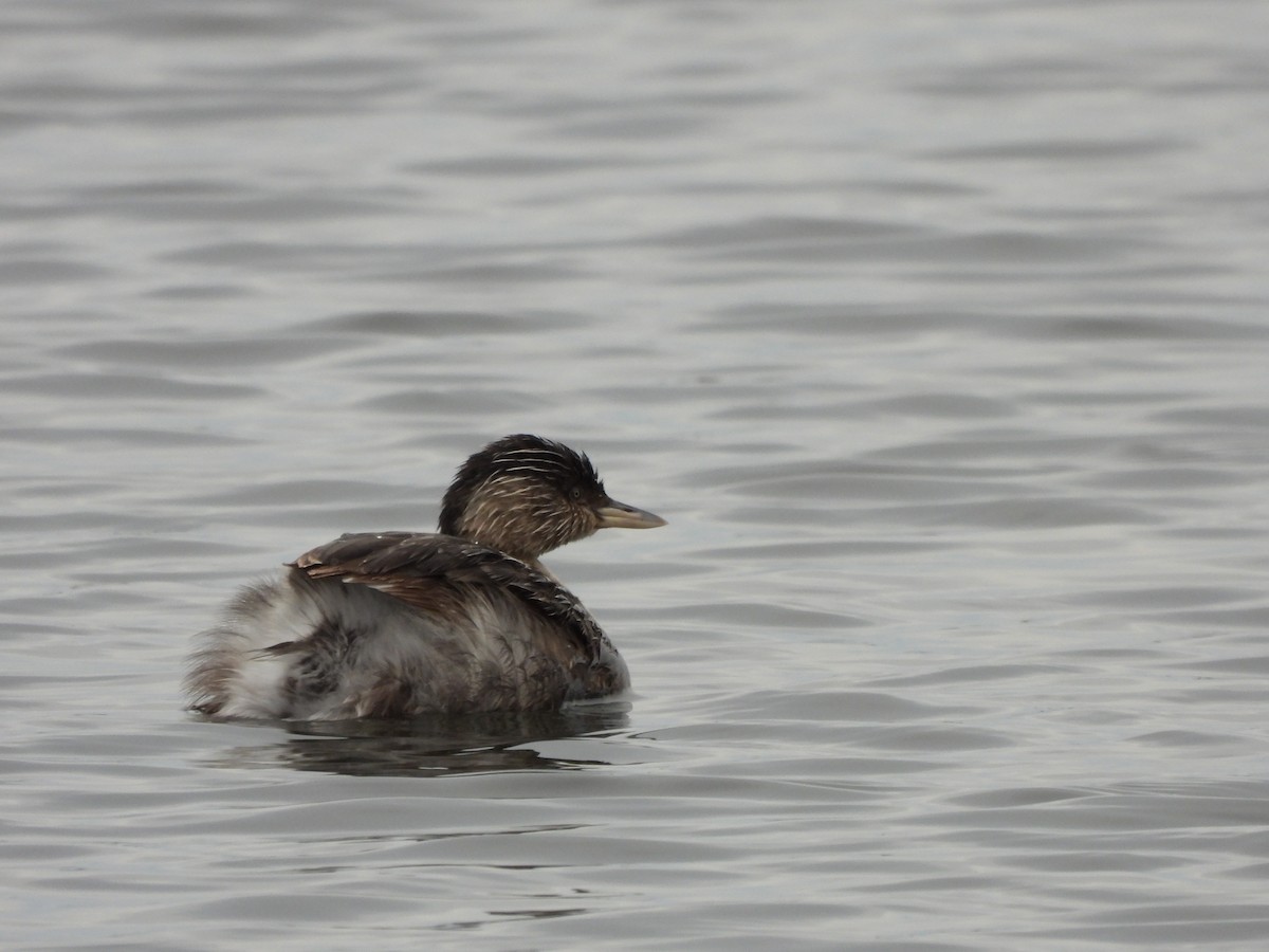 Hoary-headed Grebe - ML640886216